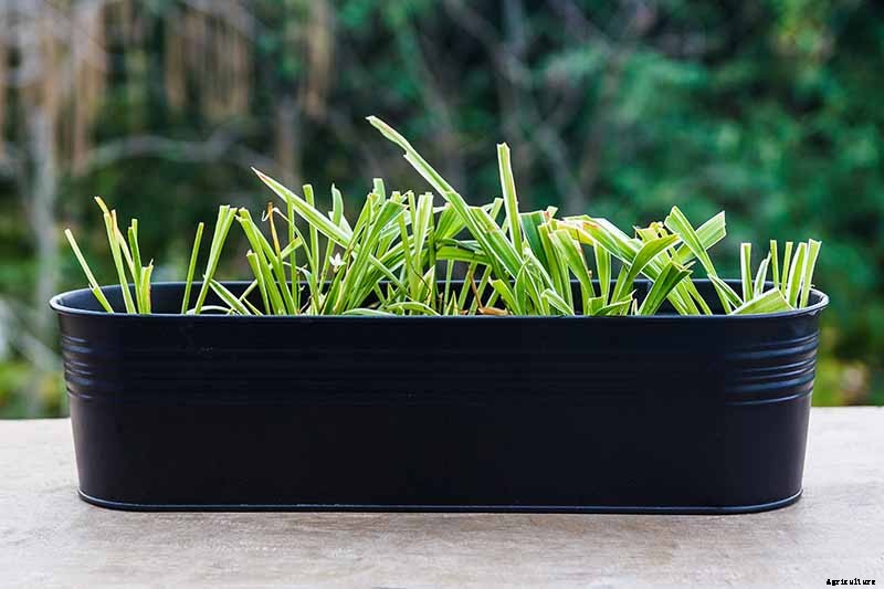 Lemongrass Winter Care: How to Prepare for the Cold