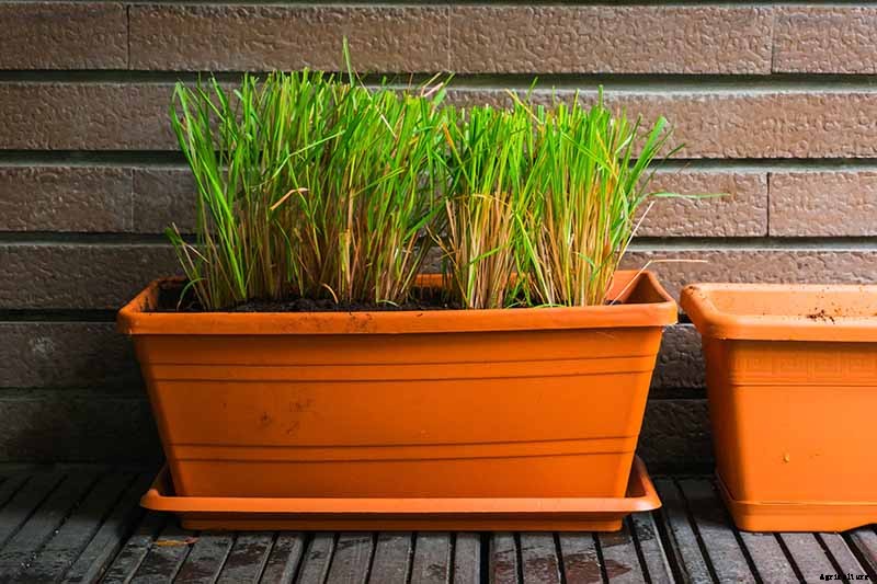 Lemongrass Winter Care: How to Prepare for the Cold