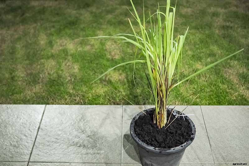 Lemongrass Winter Care: How to Prepare for the Cold