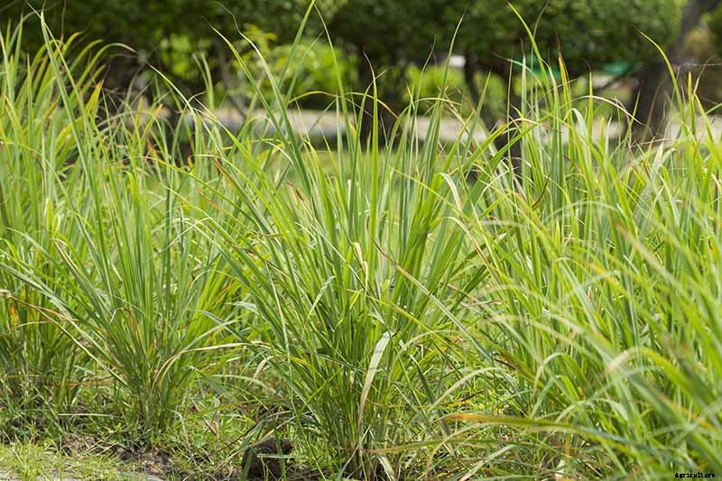 Lemongrass Winter Care: How to Prepare for the Cold