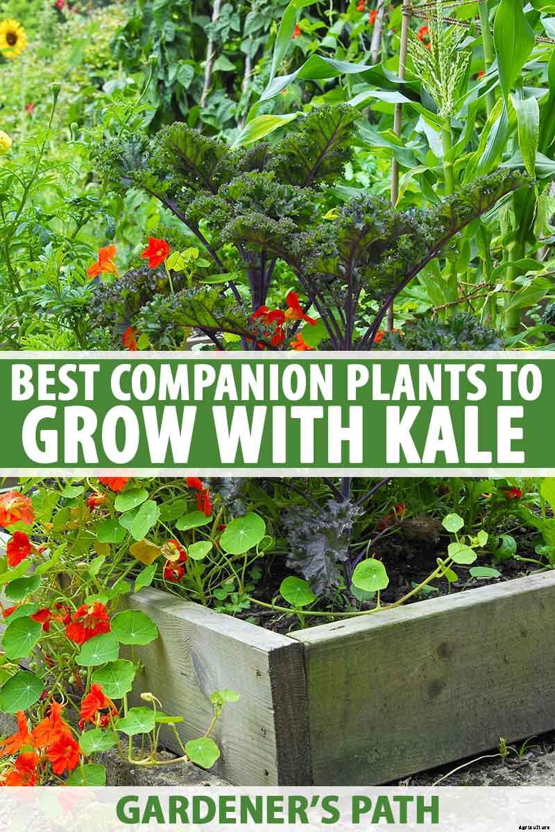 The Best Companion Plants to Grow with Kale