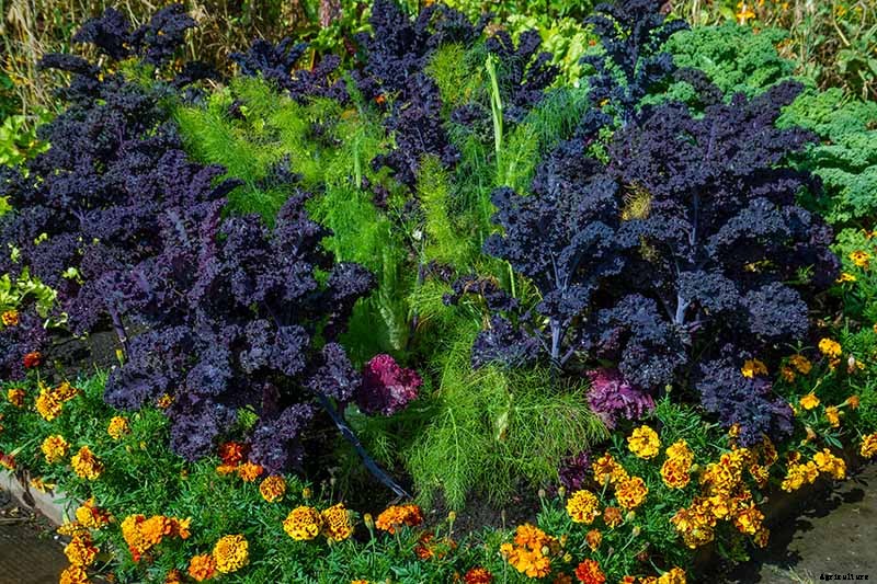 The Best Companion Plants to Grow with Kale
