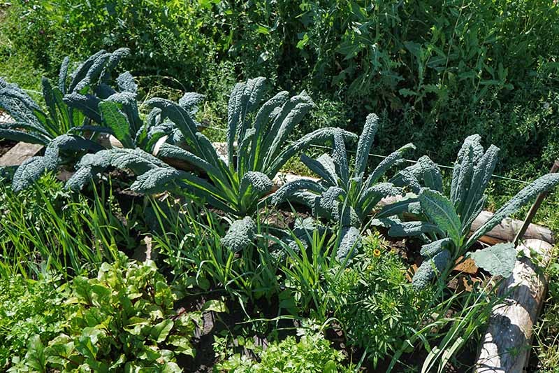 The Best Companion Plants to Grow with Kale