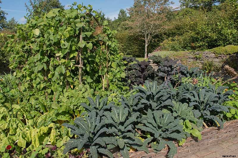 The Best Companion Plants to Grow with Kale
