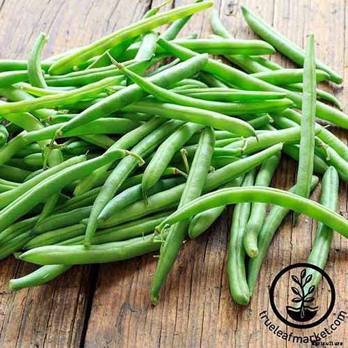 The Best Companion Plants to Grow with Kale