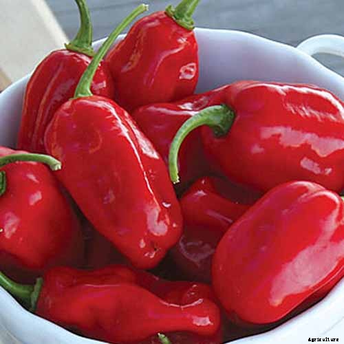 The Best Companion Plants to Grow with Kale