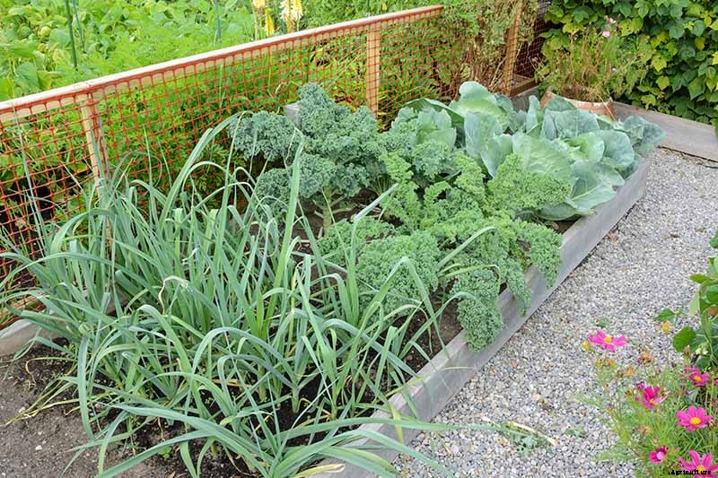 The Best Companion Plants to Grow with Kale