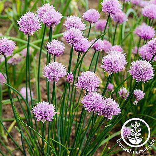 The Best Companion Plants to Grow with Kale