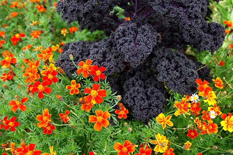 The Best Companion Plants to Grow with Kale