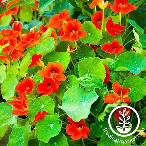 The Best Companion Plants to Grow with Kale