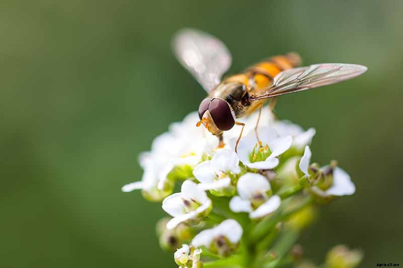 The Best Companion Plants to Grow with Kale