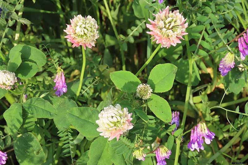 The Best Companion Plants to Grow with Kale