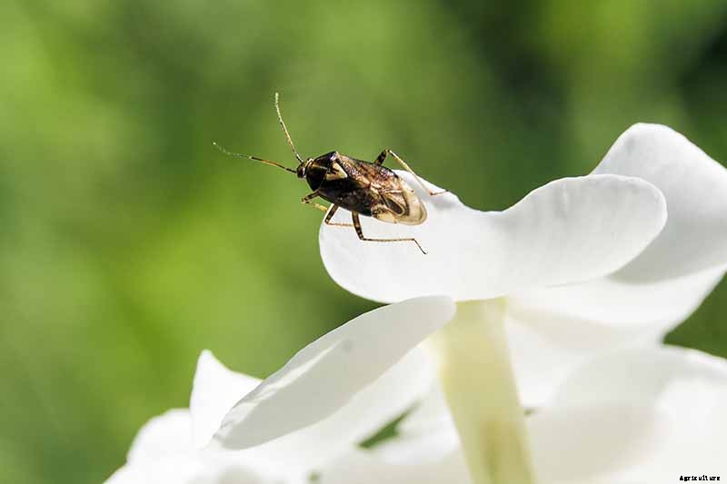 The Best Companion Plants to Grow with Kale