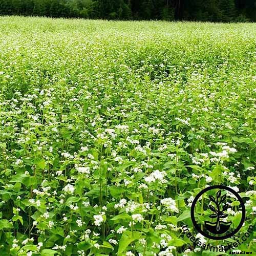 The Best Companion Plants to Grow with Kale