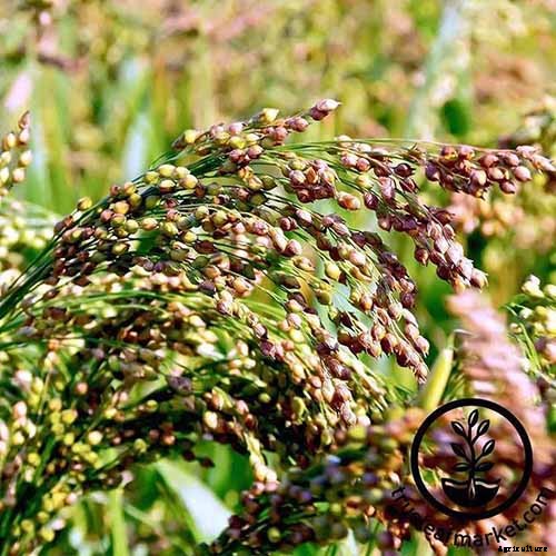 The Best Companion Plants to Grow with Kale