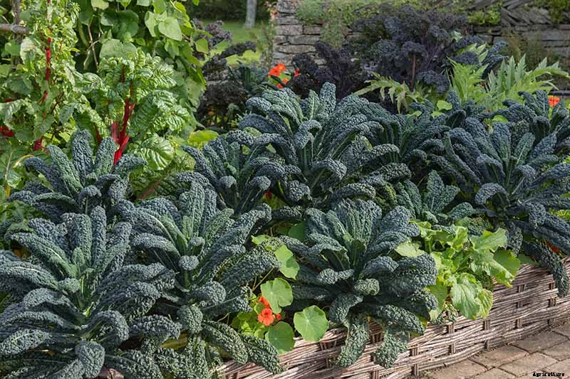 The Best Companion Plants to Grow with Kale