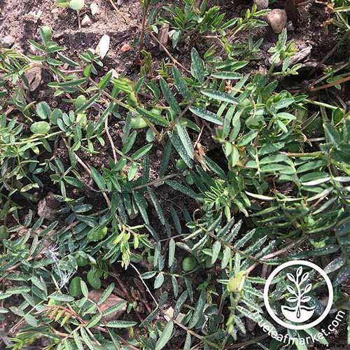 The Best Companion Plants to Grow with Kale