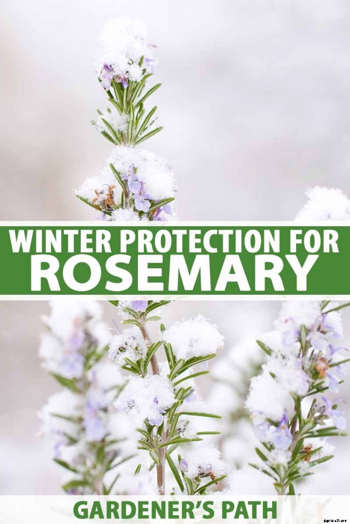 How to Protect Rosemary Plants in the Winter
