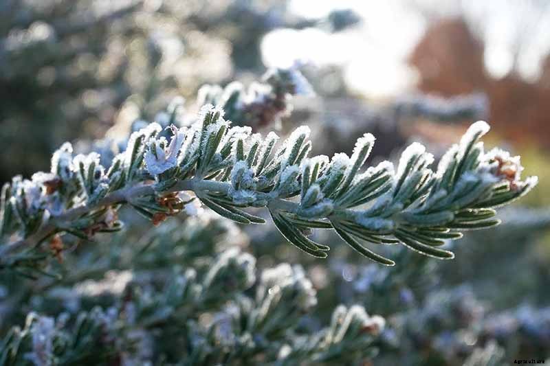 How to Protect Rosemary Plants in the Winter