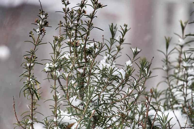 How to Protect Rosemary Plants in the Winter