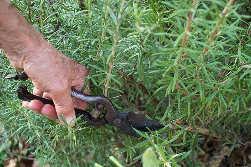 How to Protect Rosemary Plants in the Winter