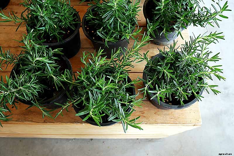 How to Protect Rosemary Plants in the Winter