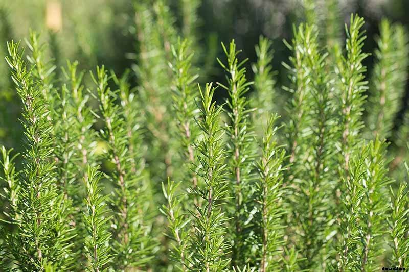 How to Protect Rosemary Plants in the Winter