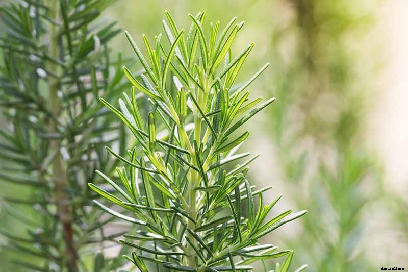 How to Protect Rosemary Plants in the Winter