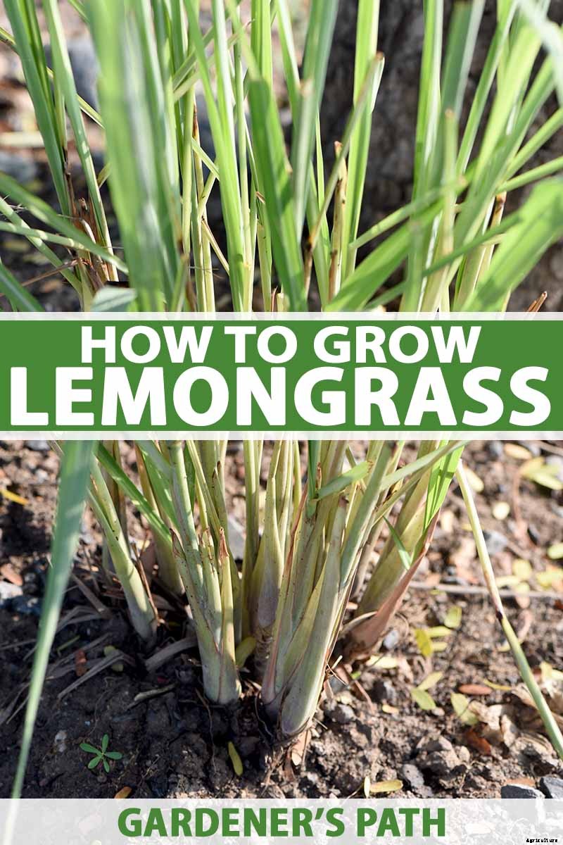 How to Grow Lemongrass, A Tropical Herb