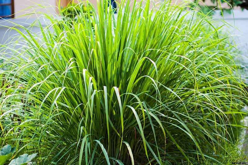 How to Grow Lemongrass, A Tropical Herb