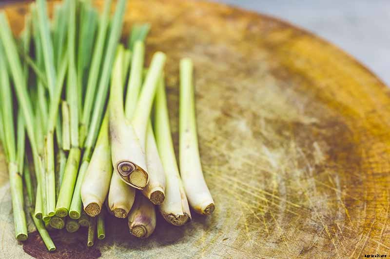 How to Grow Lemongrass, A Tropical Herb