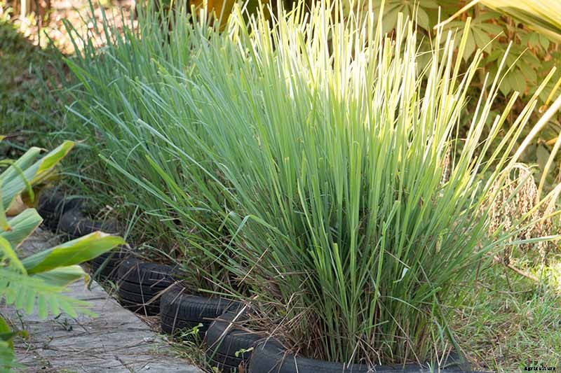 How to Grow Lemongrass, A Tropical Herb