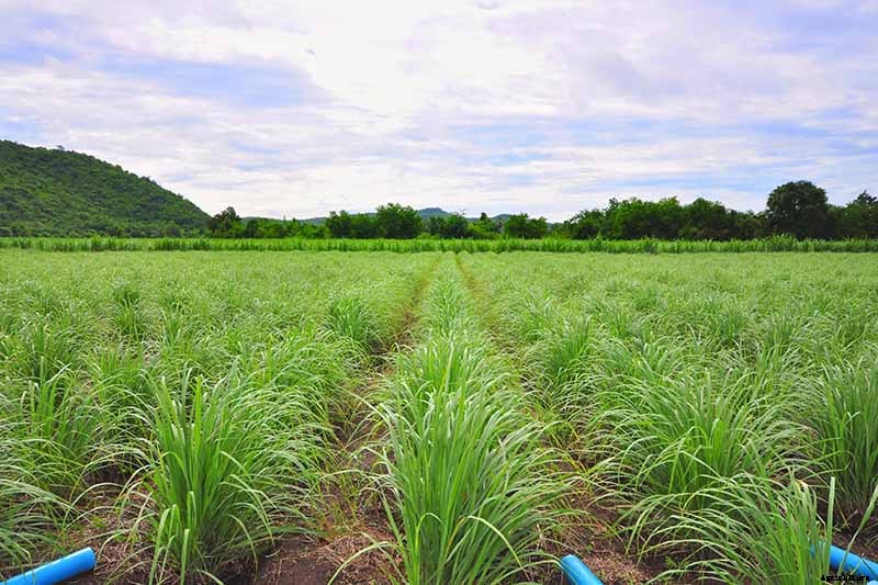 How to Grow Lemongrass, A Tropical Herb