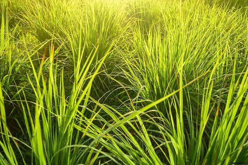How to Grow Lemongrass, A Tropical Herb