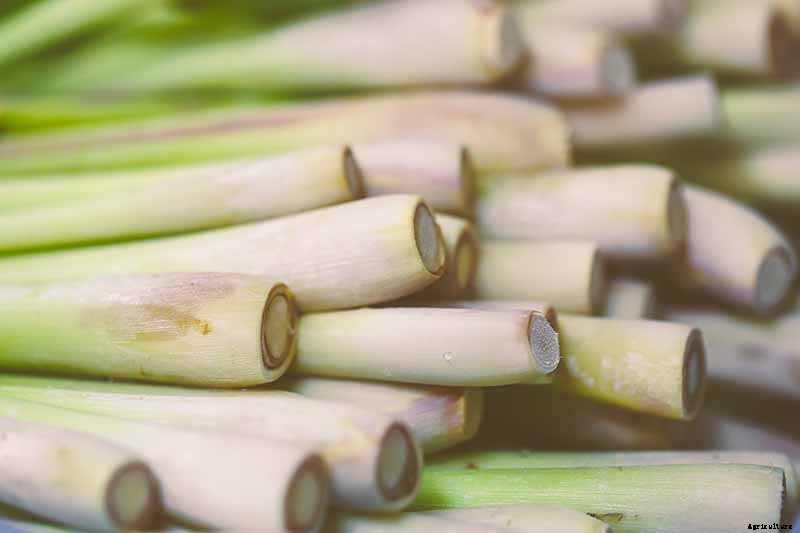 How to Grow Lemongrass, A Tropical Herb