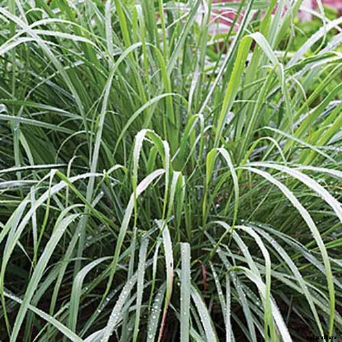 How to Grow Lemongrass, A Tropical Herb