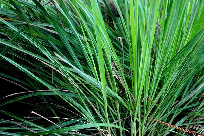 How to Grow Lemongrass, A Tropical Herb
