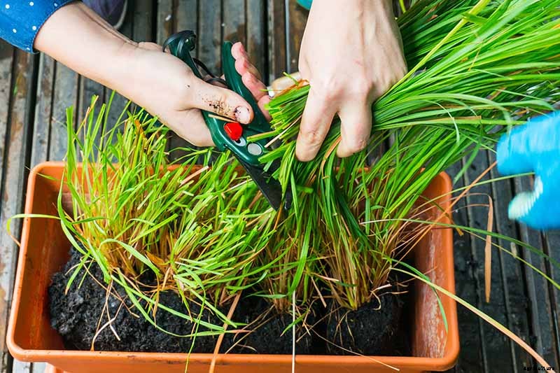 How to Grow Lemongrass, A Tropical Herb