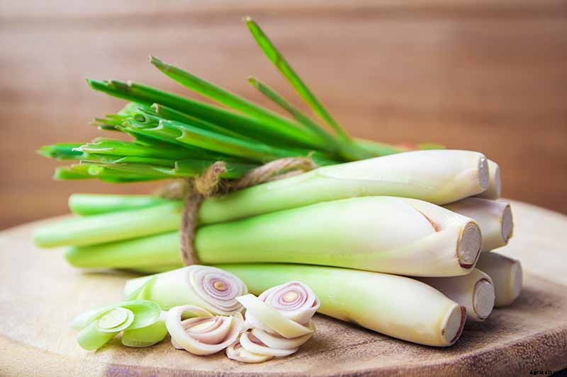 How to Grow Lemongrass, A Tropical Herb