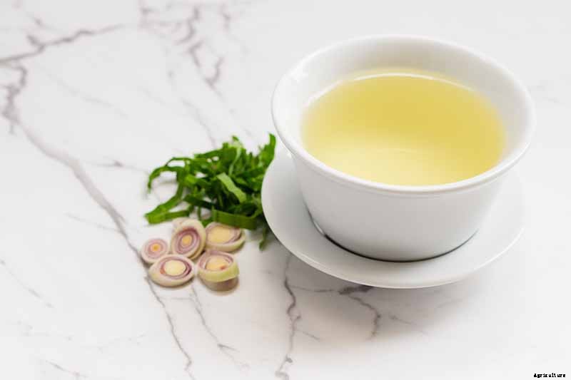 How to Grow Lemongrass, A Tropical Herb