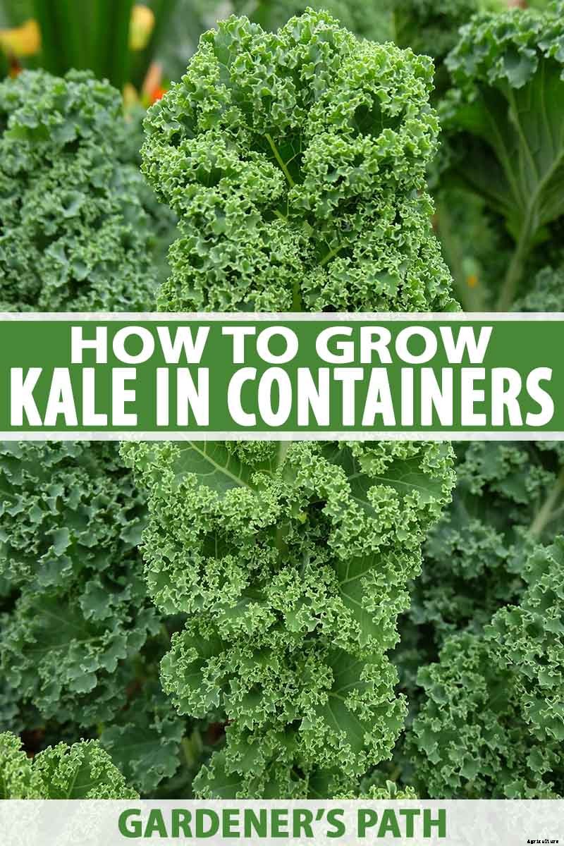Will Kale Grow in Containers? Tips for Growing Your Crop in Pots