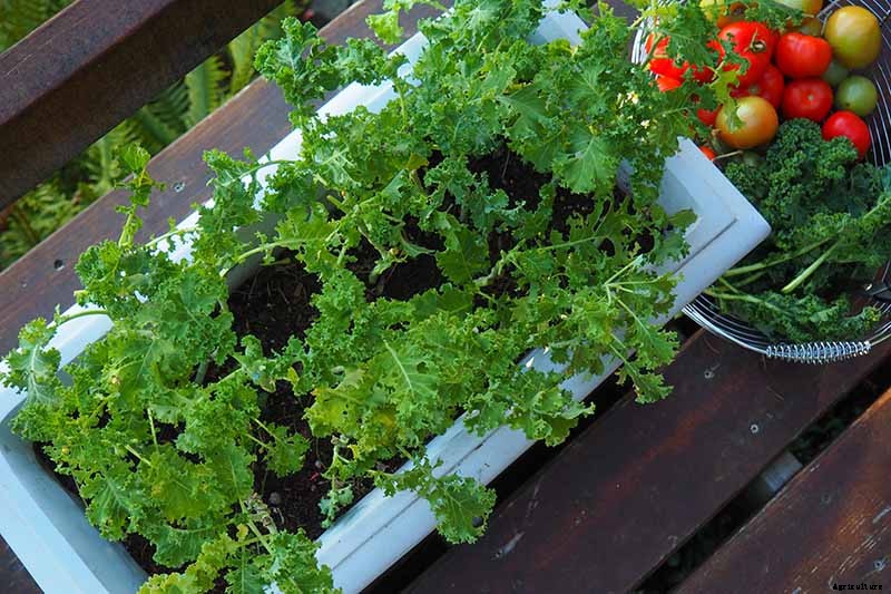 Will Kale Grow in Containers? Tips for Growing Your Crop in Pots