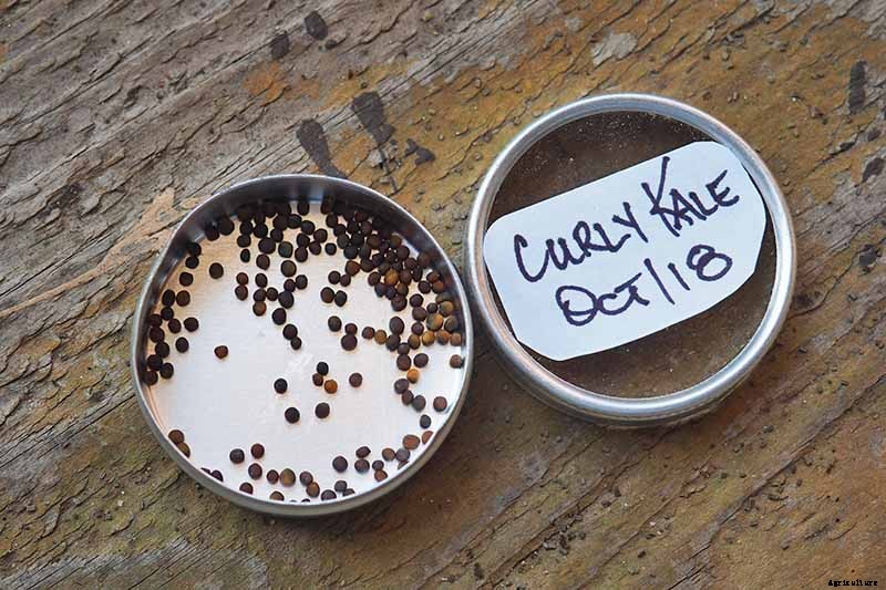 Will Kale Grow in Containers? Tips for Growing Your Crop in Pots