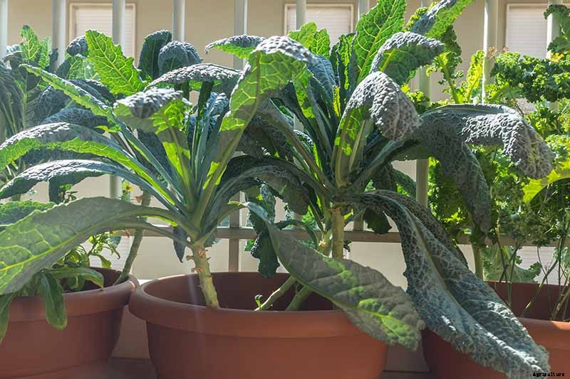 Will Kale Grow in Containers? Tips for Growing Your Crop in Pots