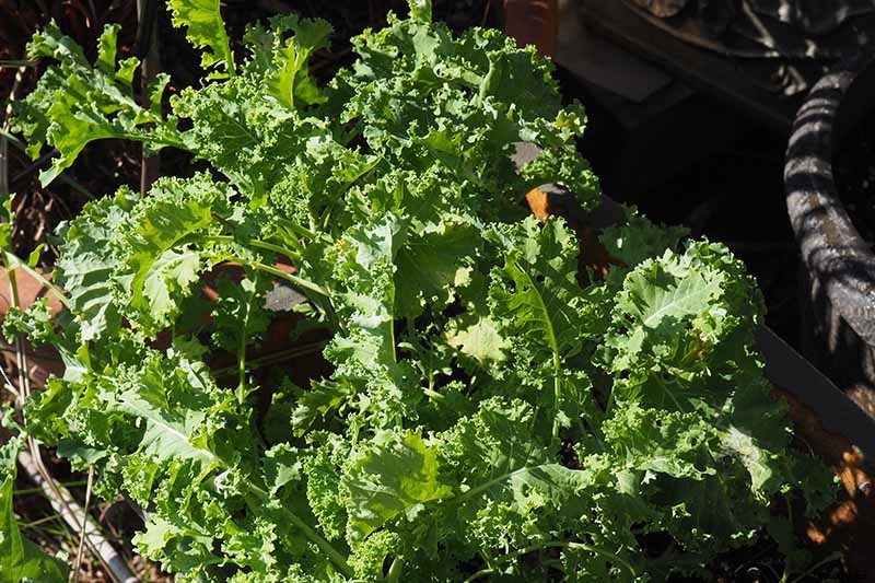 Will Kale Grow in Containers? Tips for Growing Your Crop in Pots