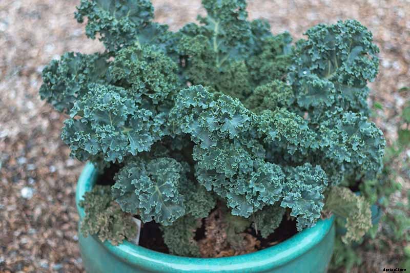 Will Kale Grow in Containers? Tips for Growing Your Crop in Pots