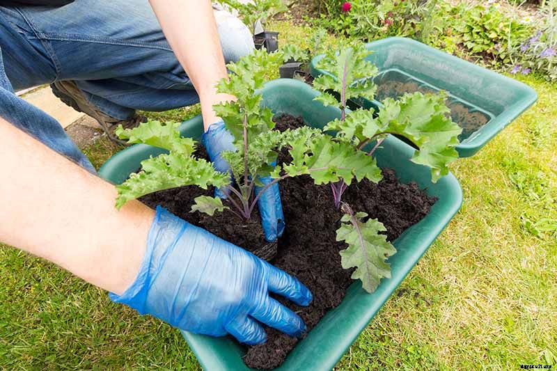 Will Kale Grow in Containers? Tips for Growing Your Crop in Pots