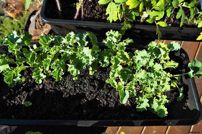 Will Kale Grow in Containers? Tips for Growing Your Crop in Pots