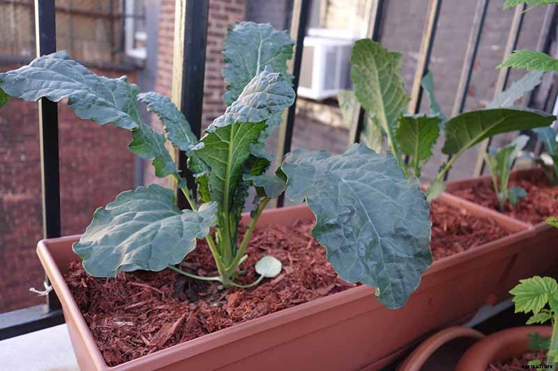 Will Kale Grow in Containers? Tips for Growing Your Crop in Pots