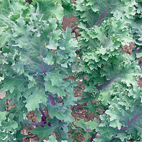 Will Kale Grow in Containers? Tips for Growing Your Crop in Pots